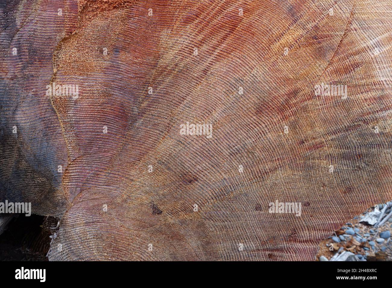Costa del Pacifico lungo la Penisola Olimpica Foto Stock