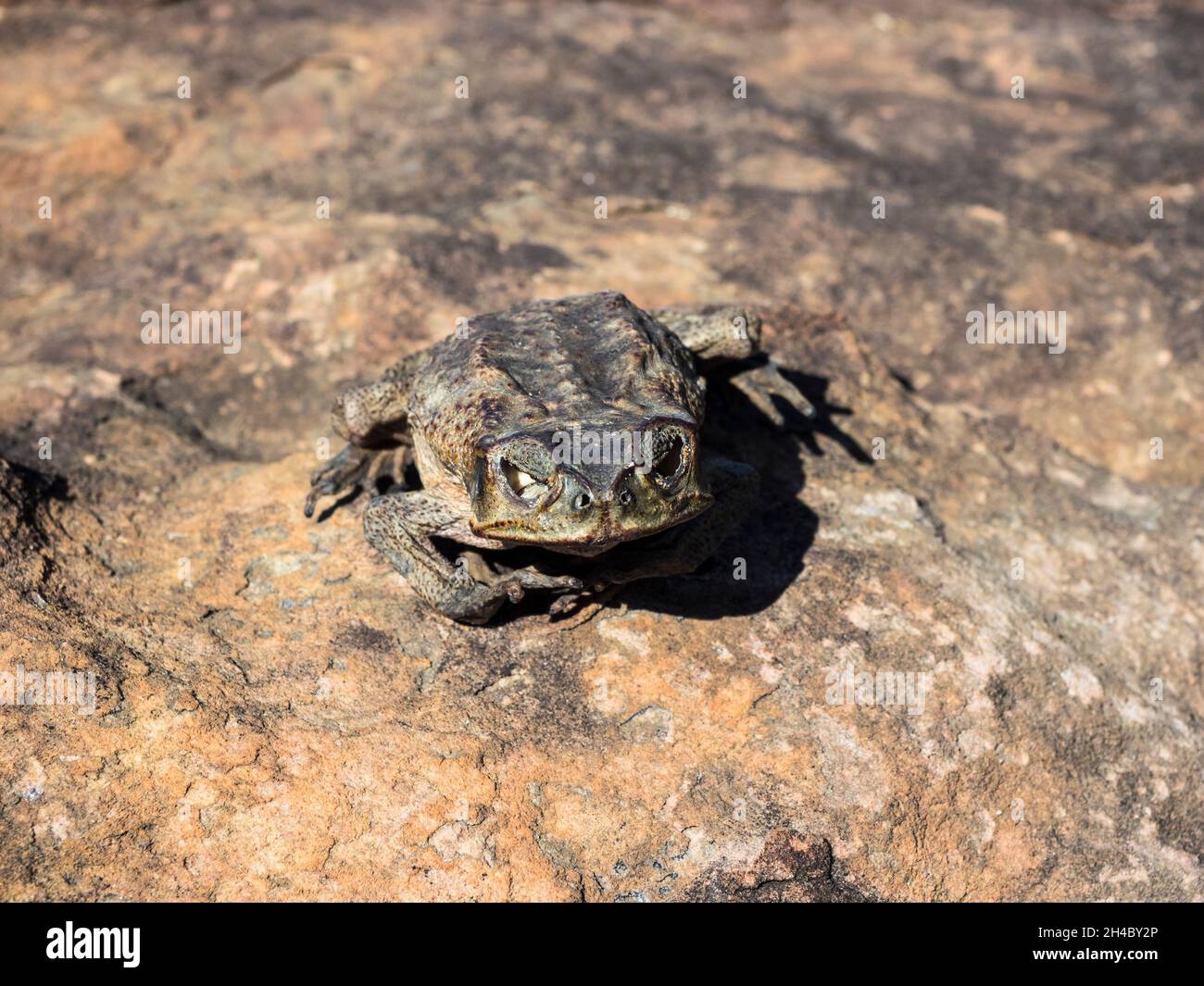 Cane toad essiccato (Bufo marinus) su roccia vicino a Lily Pools, Charnley River Station, West Kimberley. Foto Stock