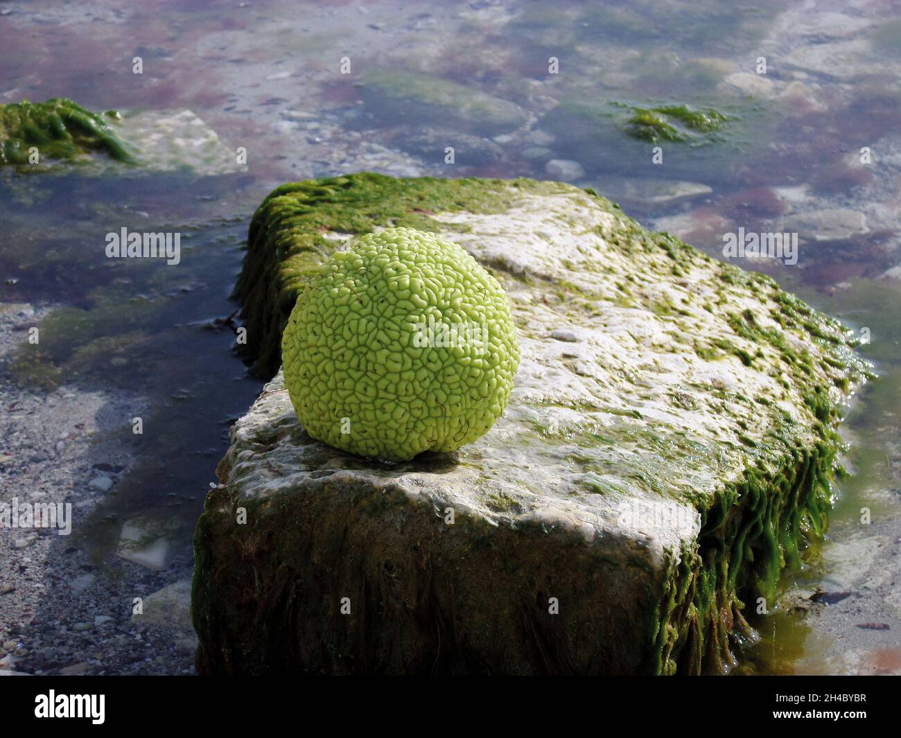 La mela di Adamo sulla costa rocciosa del Mar Caspio. Ottobre è il mese. Foto Stock