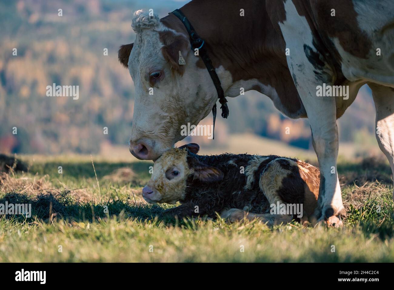 Nuovo vitello nato con sua madre in uno scenario naturale in una bella giornata. Foto Stock