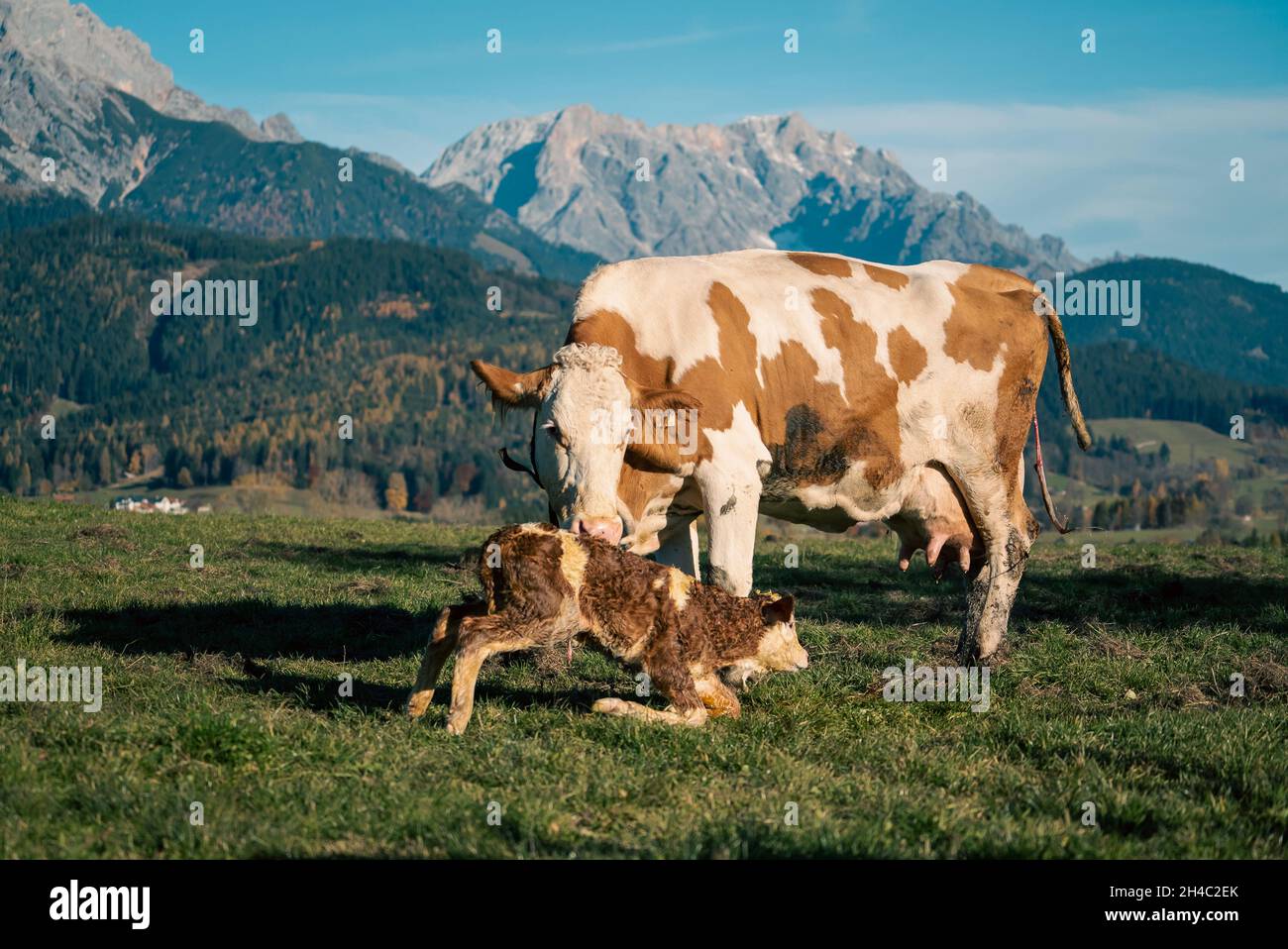 Nuovo vitello nato con sua madre in uno scenario naturale in una bella giornata. Foto Stock