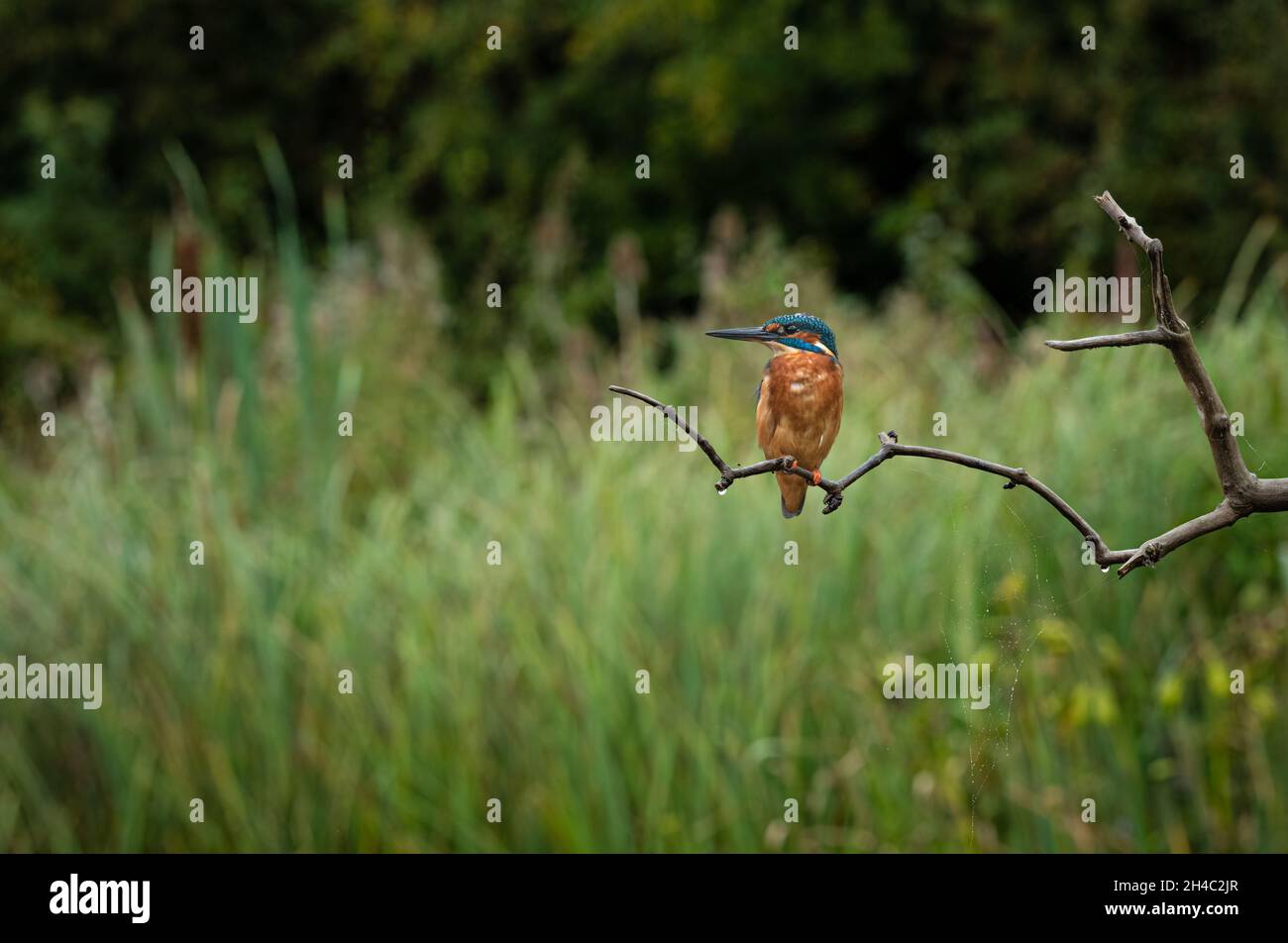 Un Martin pescatore maschio arroccato su un bastone di pesca. È un'immagine più lontana per mostrare i dintorni e l'habitat Foto Stock