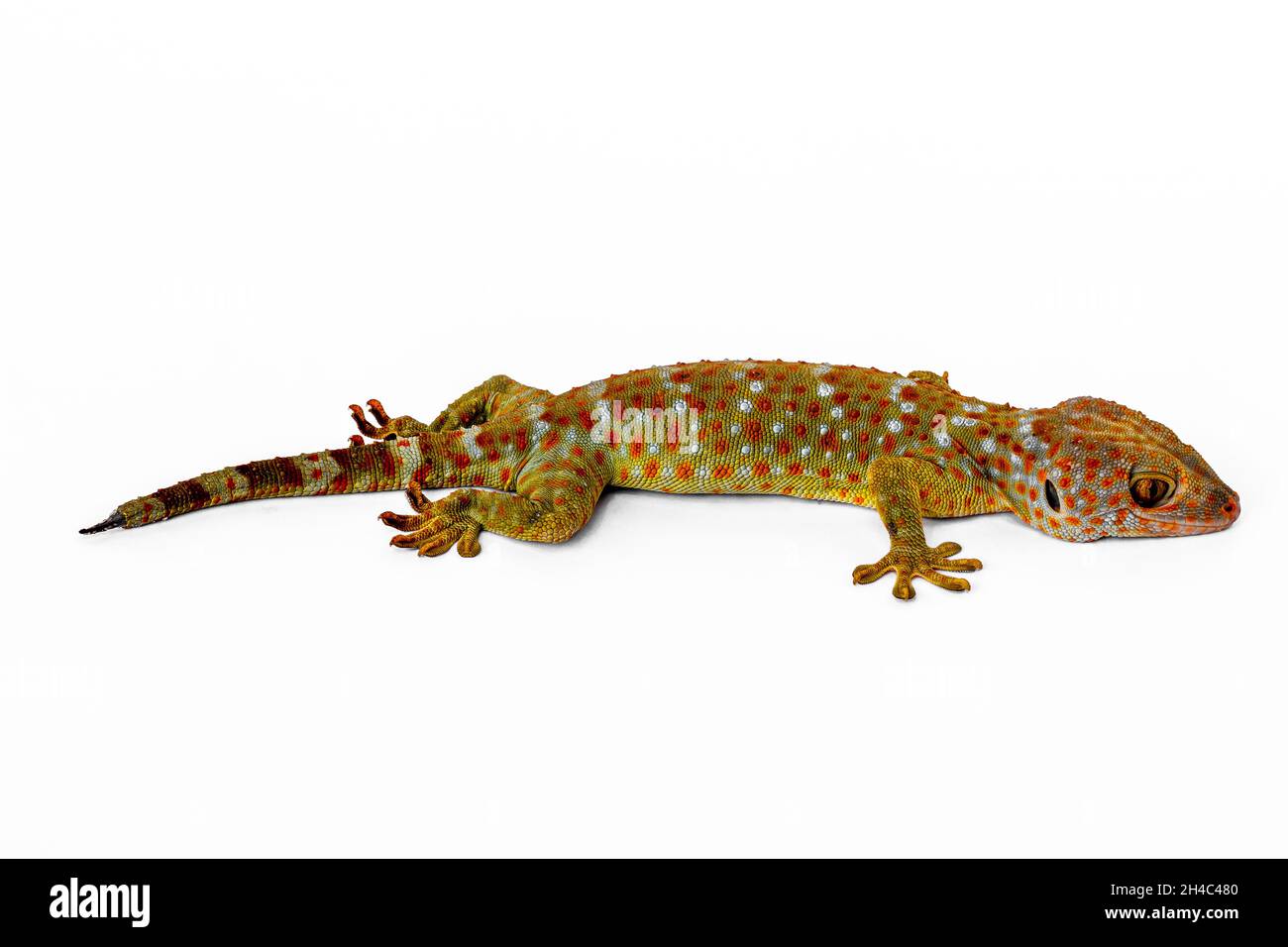 Un gecko visto dal lato, isolato su sfondo bianco Foto Stock