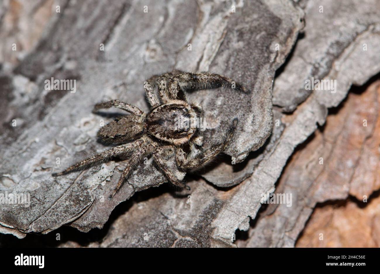 Tan Jumping Spider (Platycryptus undatus) mimetizzazione su corteccia di pino a Houston, Texas. Foto Stock