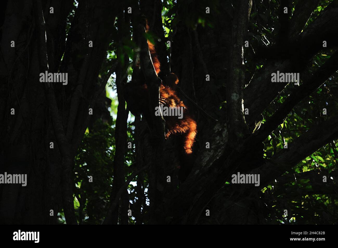 Attività selvatiche di Sumatran orangutan viste all'interno dell'area della zona cuscinetto del Parco Nazionale di Gunung Leuser a Sungai Landak, Bahorok, North Sumatra, Indonesia il 01 novembre 2021. La nuova ricerca di un team internazionale di scienziati, guidata dalla Washington University School of Medicine di St. Louis, ha decodificato, o sequenziato, il DNA di un orangutano Sumatran che dimostra che gli orangutani Sumatran e Bornean divergono circa 400,000 anni fa. Le stime precedenti avevano messo la divisione a circa 1 milione di anni fa. Oggi, solo circa 50,000 orangutani borneani e 7,000 Sumatran vivono ancora nella natura selvaggia. Collegato con tha Foto Stock