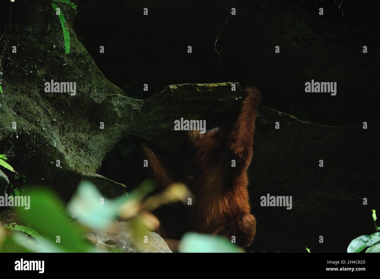Attività selvatiche di Sumatran orangutan (Pongo abelii) viste intorno alla grotta all'interno della zona cuscinetto del Parco Nazionale di Gunung Leuser al fiume Landak, Bahorok, Sumatra Nord, Indonesia il 31 ottobre 2021. La nuova ricerca di un team internazionale di scienziati, guidata dalla Washington University School of Medicine di St. Louis, ha decodificato, o sequenziato, il DNA di un orangutano Sumatran che dimostra che gli orangutani Sumatran e Bornean divergono circa 400,000 anni fa. Le stime precedenti avevano messo la divisione a circa 1 milione di anni fa. Oggi, solo circa 50,000 borneani e 7,000 orangutani Sumatran vivono ancora Foto Stock