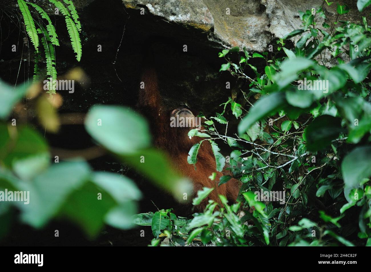 Attività selvatiche di Sumatran orangutan (Pongo abelii) viste intorno alla grotta all'interno della zona cuscinetto del Parco Nazionale di Gunung Leuser al fiume Landak, Bahorok, Sumatra Nord, Indonesia il 31 ottobre 2021. La nuova ricerca di un team internazionale di scienziati, guidata dalla Washington University School of Medicine di St. Louis, ha decodificato, o sequenziato, il DNA di un orangutano Sumatran che dimostra che gli orangutani Sumatran e Bornean divergono circa 400,000 anni fa. Le stime precedenti avevano messo la divisione a circa 1 milione di anni fa. Oggi, solo circa 50,000 borneani e 7,000 orangutani Sumatran vivono ancora Foto Stock
