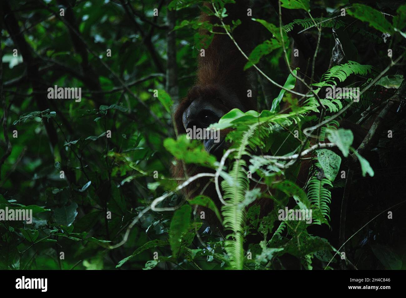 Attività selvatiche dell'orangutano Sumatran (Pongo abelii) viste all'interno della zona cuscinetto del Parco Nazionale dei Leuser di Gunung a Sungai Landak, Bahorok, Sumatra settentrionale, Indonesia il 31 ottobre 2021. La nuova ricerca di un team internazionale di scienziati, guidata dalla Washington University School of Medicine di St. Louis, ha decodificato, o sequenziato, il DNA di un orangutano Sumatran che dimostra che gli orangutani Sumatran e Bornean divergono circa 400,000 anni fa. Le stime precedenti avevano messo la divisione a circa 1 milione di anni fa. Oggi, solo circa 50,000 orangutani borneani e 7,000 Sumatran vivono ancora nella natura selvaggia. Connes Foto Stock