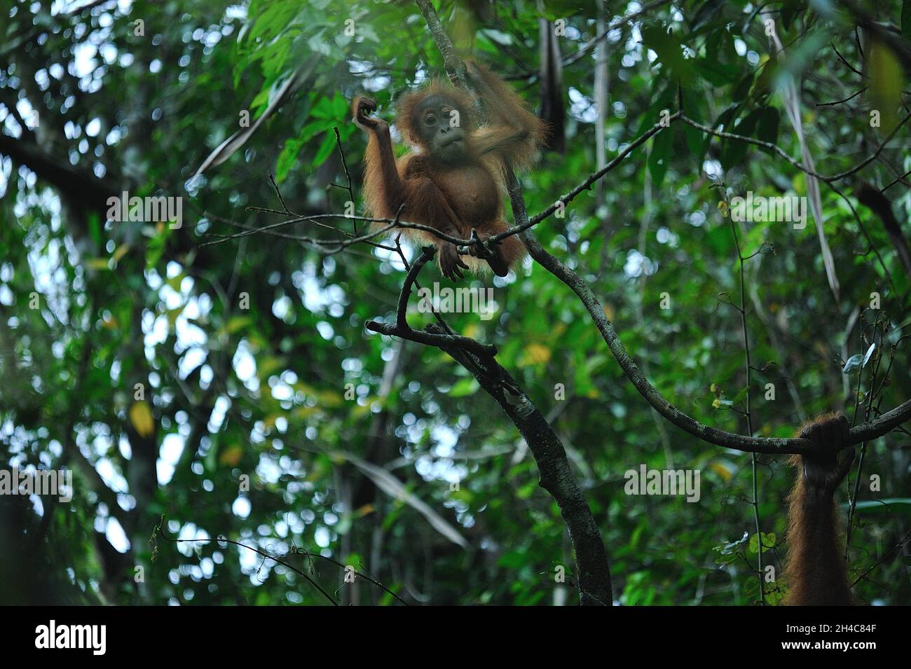 Attività selvatiche dell'orangutano Sumatran (Pongo abelii) viste all'interno della zona cuscinetto del Parco Nazionale dei Leuser di Gunung a Sungai Landak, Bahorok, Sumatra settentrionale, Indonesia il 31 ottobre 2021. La nuova ricerca di un team internazionale di scienziati, guidata dalla Washington University School of Medicine di St. Louis, ha decodificato, o sequenziato, il DNA di un orangutano Sumatran che dimostra che gli orangutani Sumatran e Bornean divergono circa 400,000 anni fa. Le stime precedenti avevano messo la divisione a circa 1 milione di anni fa. Oggi, solo circa 50,000 orangutani borneani e 7,000 Sumatran vivono ancora nella natura selvaggia. Connes Foto Stock
