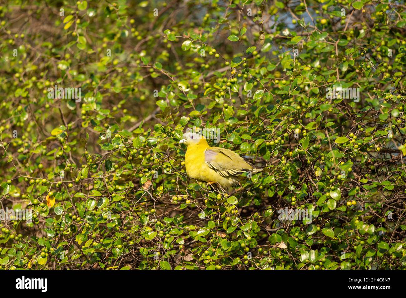 Piccione verde con zampe gialle o piccione verde con zampe gialle su Jujube o albero di frutta ber nella foresta dell'india centrale - Treron phoenicoptera Foto Stock