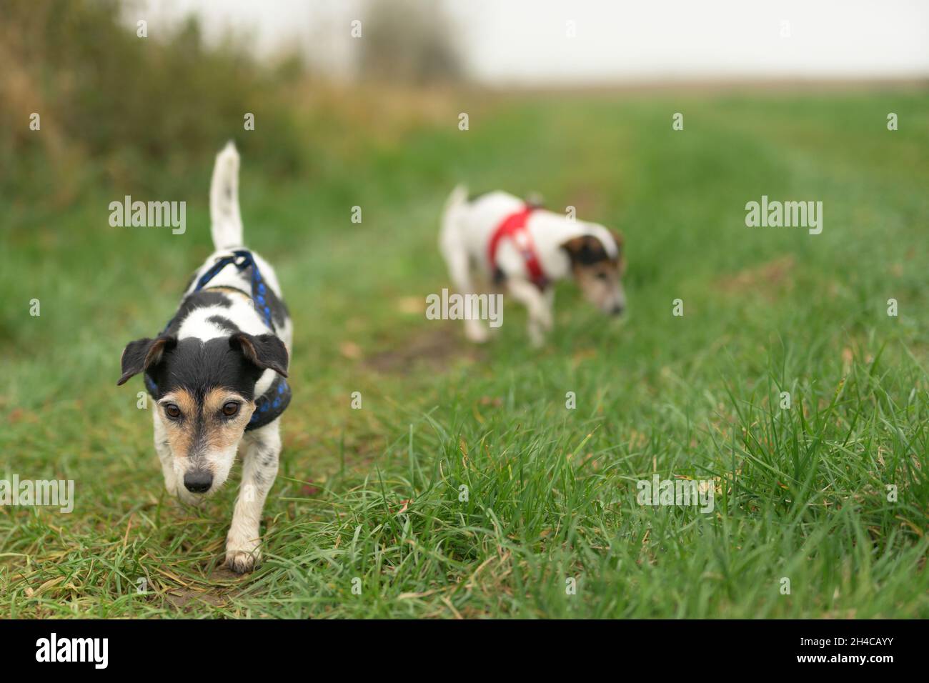 Due simpatici cani Jack Russell Terrier stanno sniffando su un prato verde a fine estate. dai 10 ai 13 anni. Foto Stock