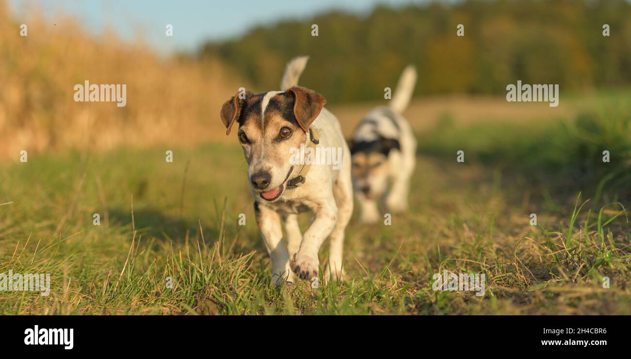 due simpatici cani di bellezza russell jack terriers camminano da soli su un sentiero vicino ai campi di mais in autunno. entrambi i cani hanno 13 e 10 anni Foto Stock