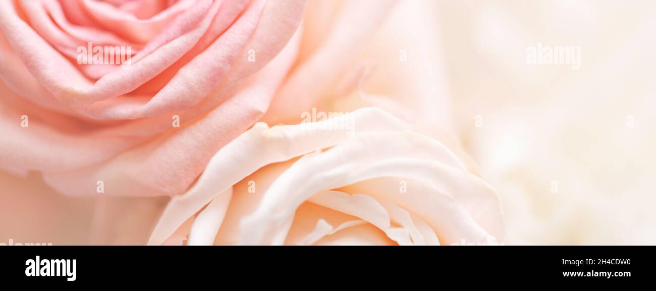 Banner con primo piano di rosa tenue e rosa crema di rose. Foto Stock