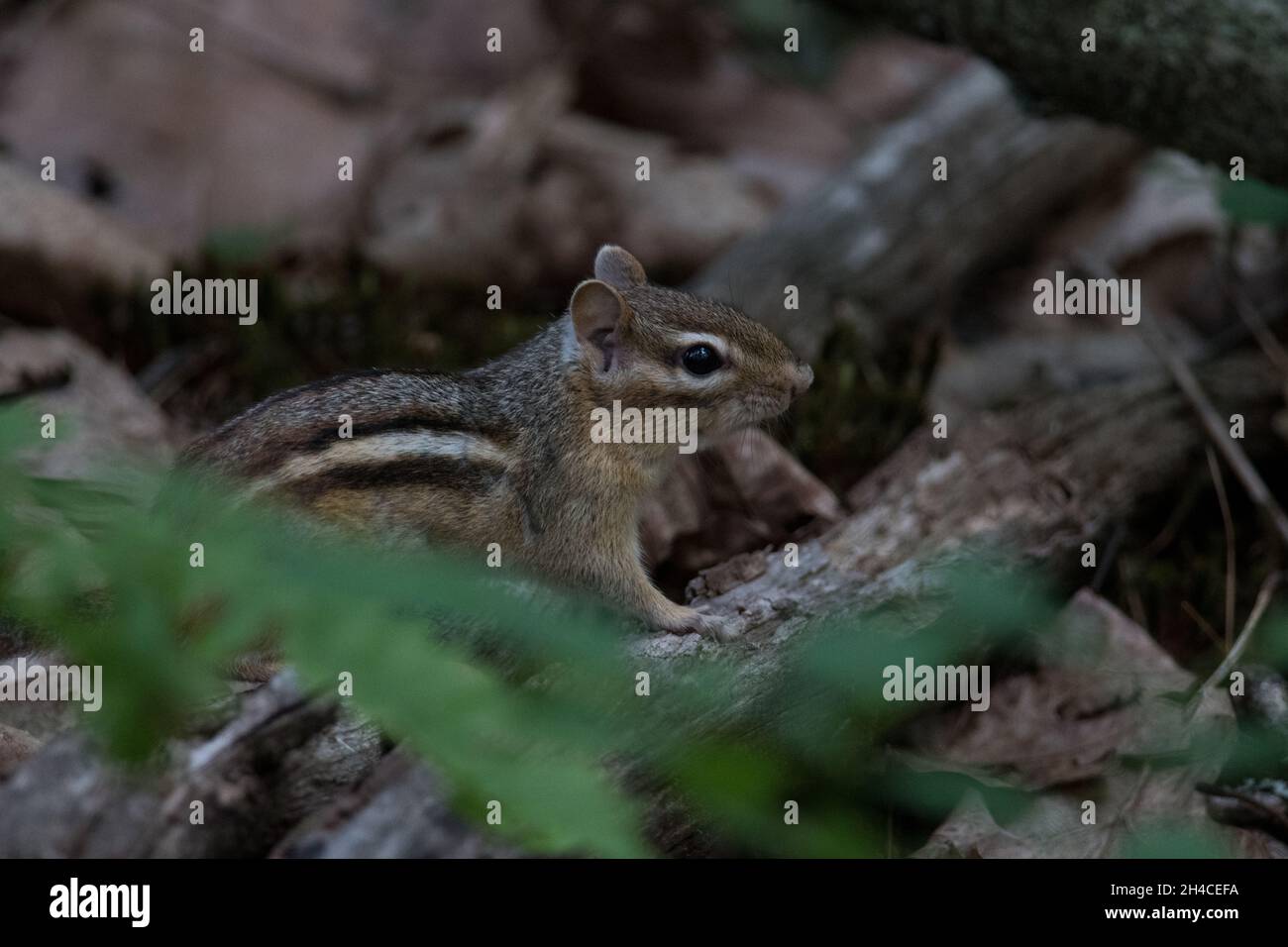 Chipmunk orientale in una riserva naturale Foto Stock