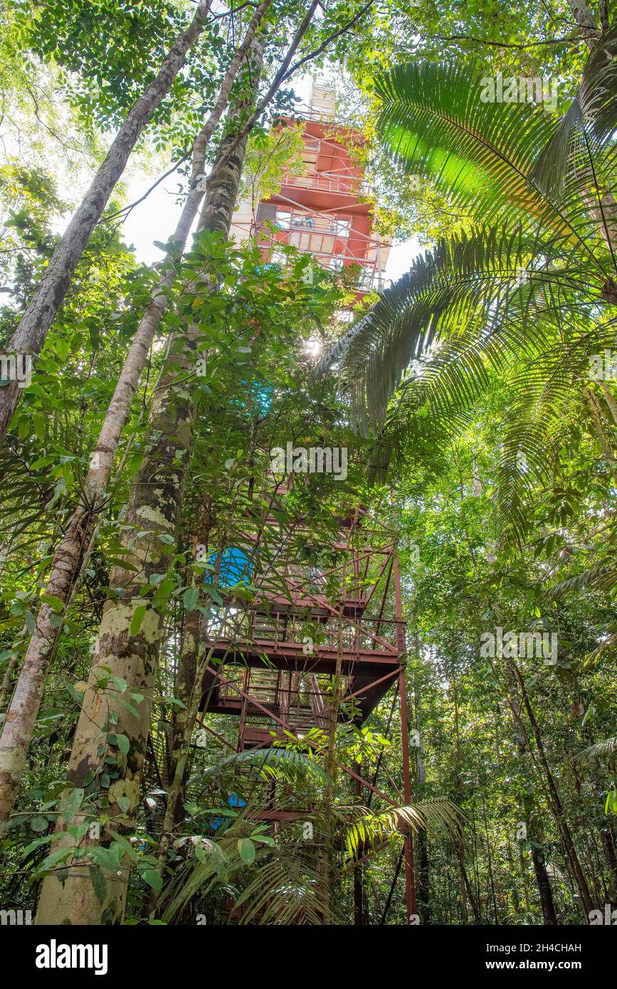 Tower Observatory in Amazzonia foresta Manaus, Brasile. La torre è utilizzata per studiare le interazioni tra la foresta e l'atmosfera. Foto Stock