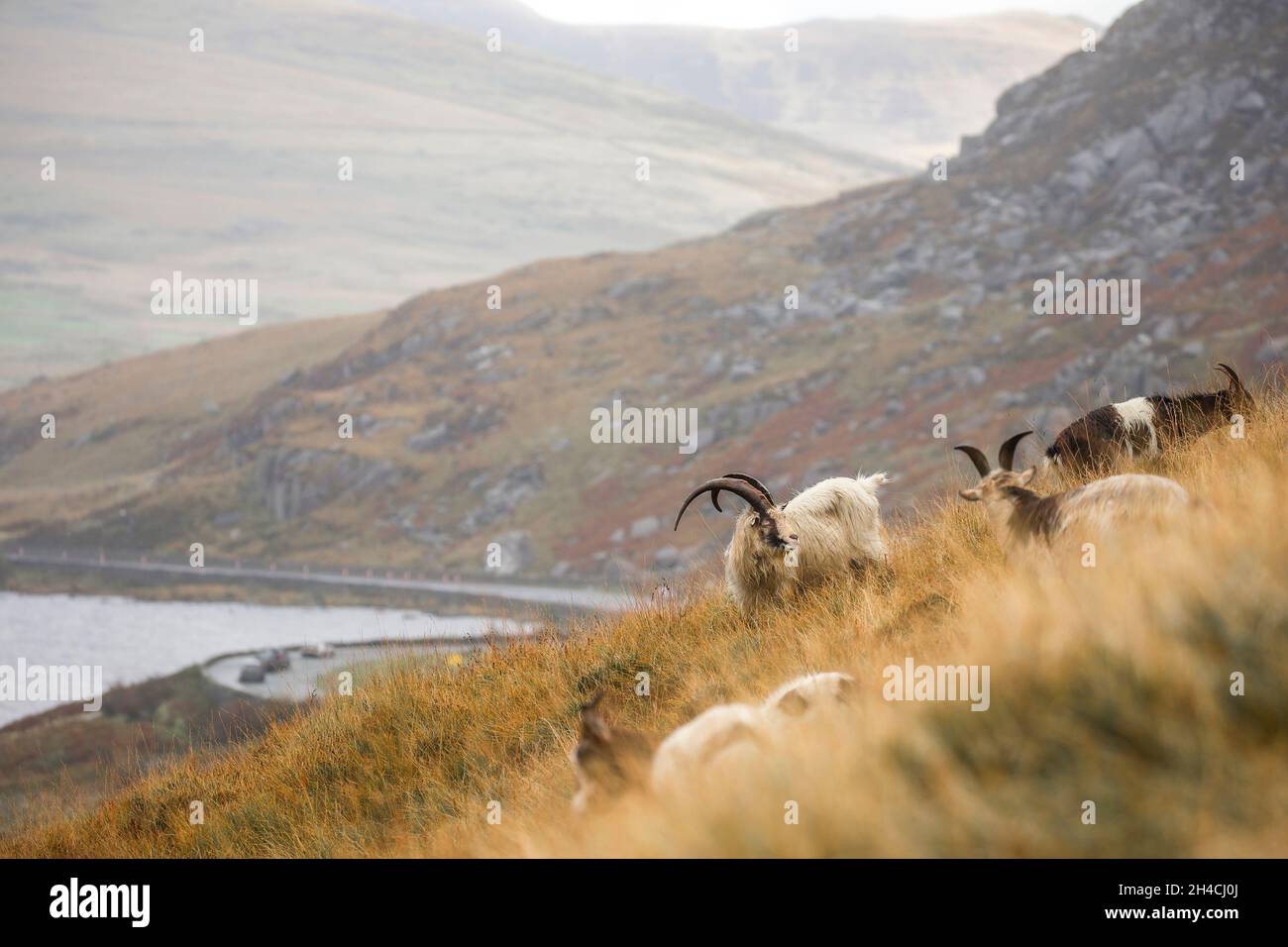 Capre di montagna gallesi dalle lunghe corna su una collina che si affaccia su un lago con una strada e auto che viaggiano sullo sfondo, Snowdonia National Park, Galles, Regno Unito. Foto Stock