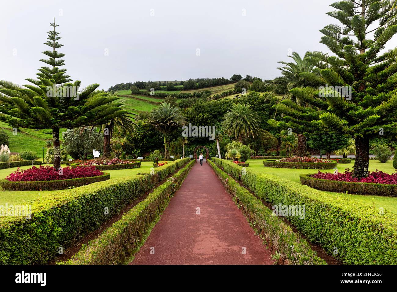 Bellissimi alberi di araucaria in un giardino di Miradouro da Ponta do Sossego sull'isola di Sao Miguel, arcipelago delle Azzorre, Portogallo Foto Stock