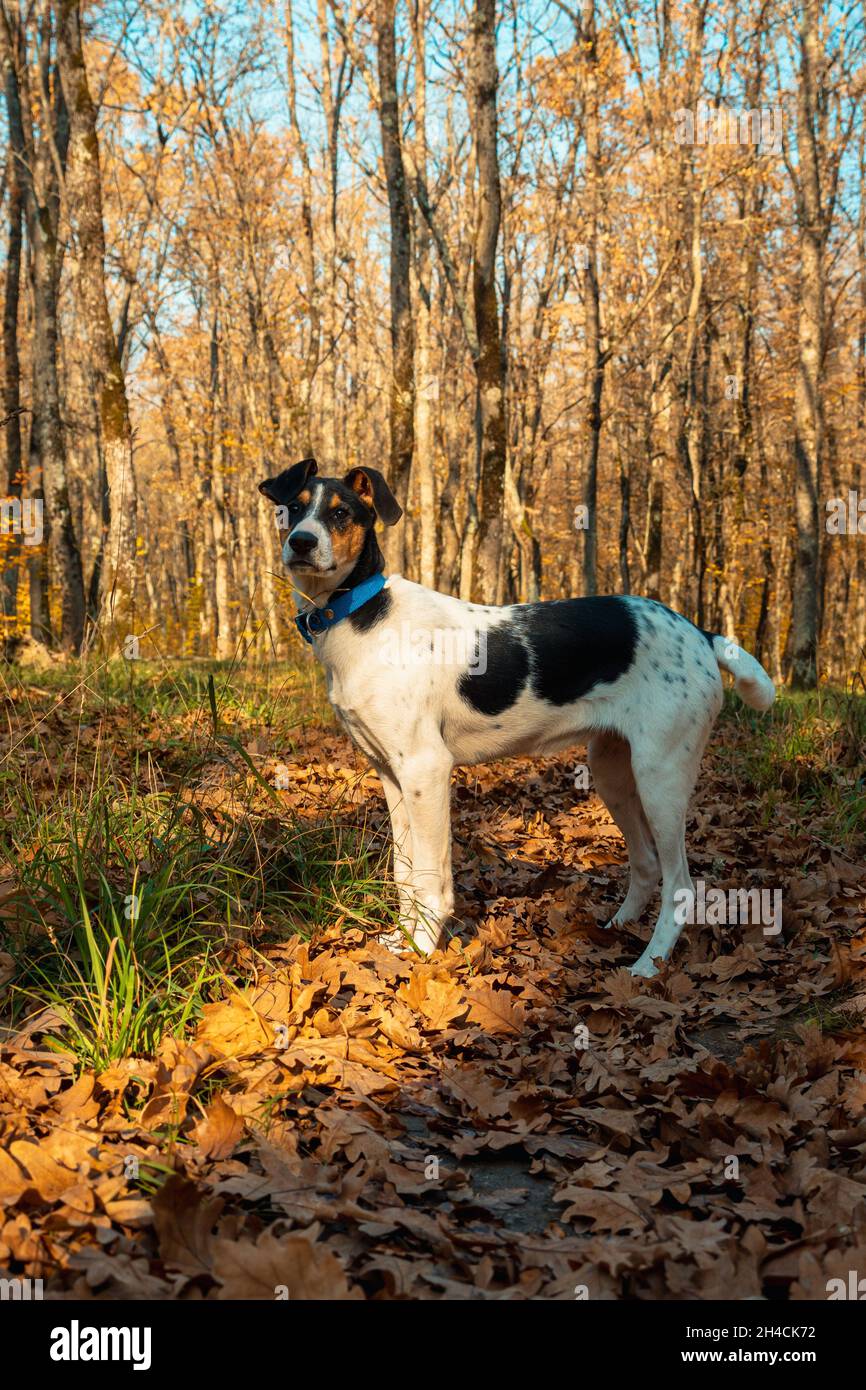 Giovane cane bianco con macchie nere in una foresta autunnale. Un cane tra le foglie cadute contro lo sfondo di tronchi d'albero Foto Stock