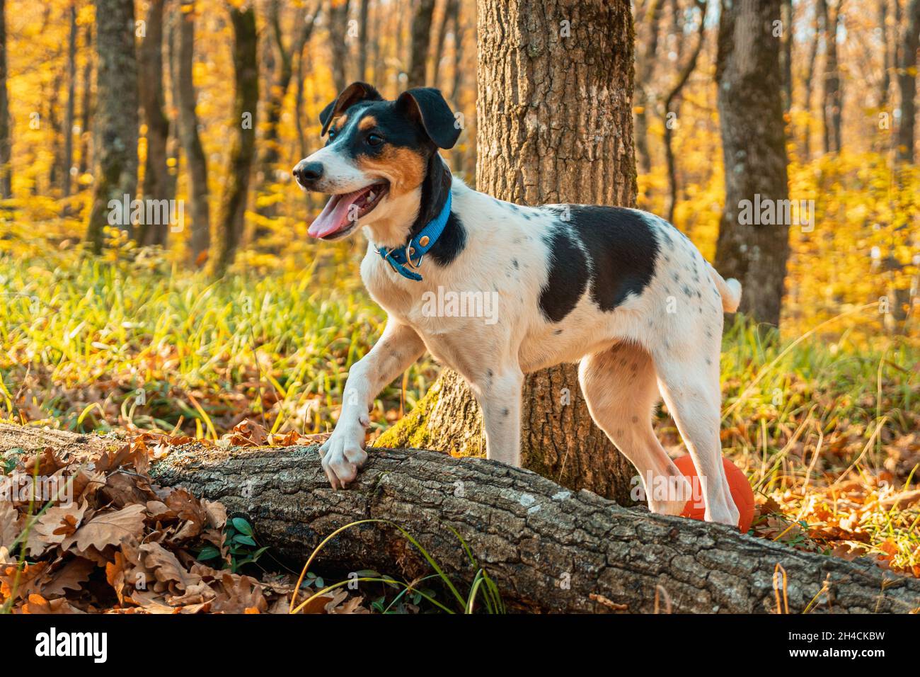 Un cane bianco con macchie nere, con colletto blu e bocca aperta, nei boschi autunnali, poggiando la zampa su un ceppo. Primo piano. Erba verde e alberi in Foto Stock