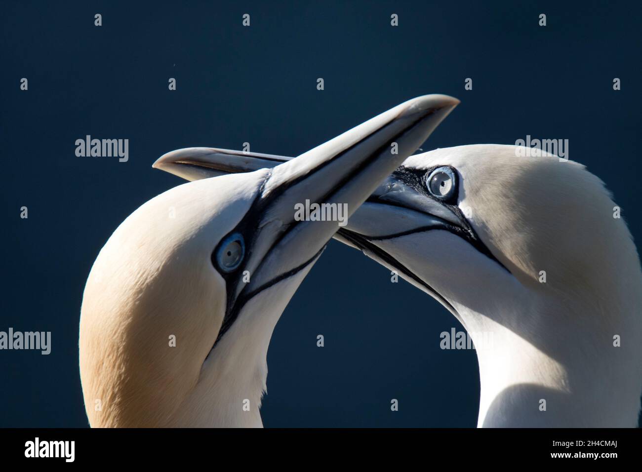Northern gannet (Morus bassanus) Foto Stock