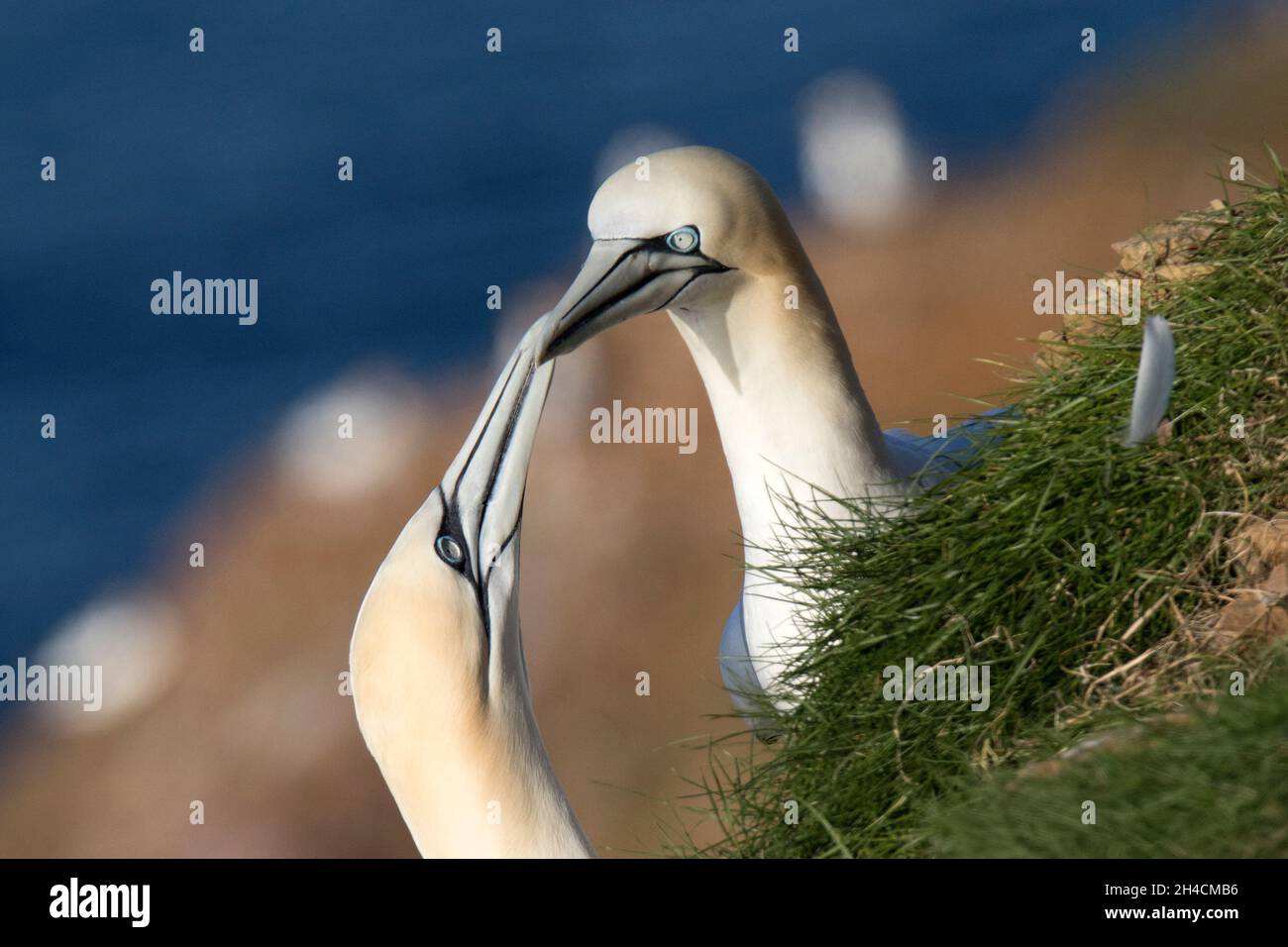 Northern gannet (Morus bassanus) Foto Stock