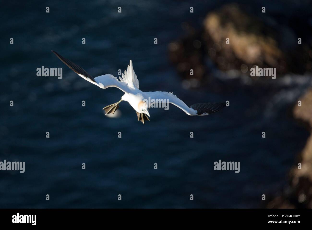 Northern gannet (Morus fagannanus), Troup Head, Scozia Foto Stock