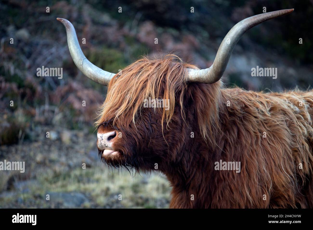 Bestiame delle Highland (Hairy Coo) Foto Stock