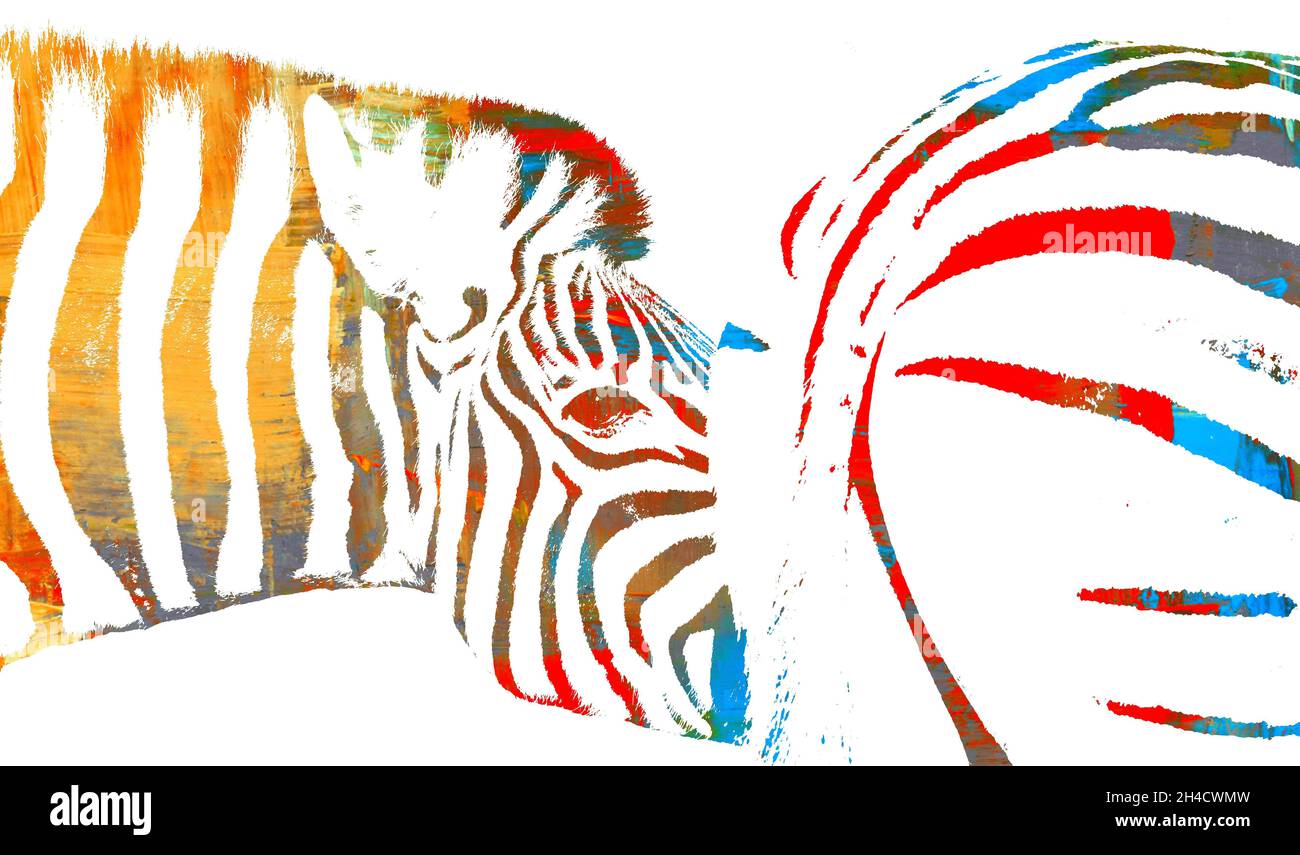 Primo piano di due Zebre Foto Stock