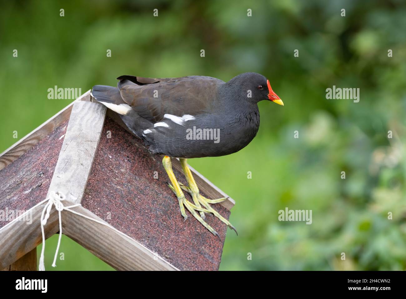 Adulto Common Moorhen, gallina o Swamp Chicken (Gallinula chloropus) sul tetto di un alimentatore di uccelli da giardino Foto Stock