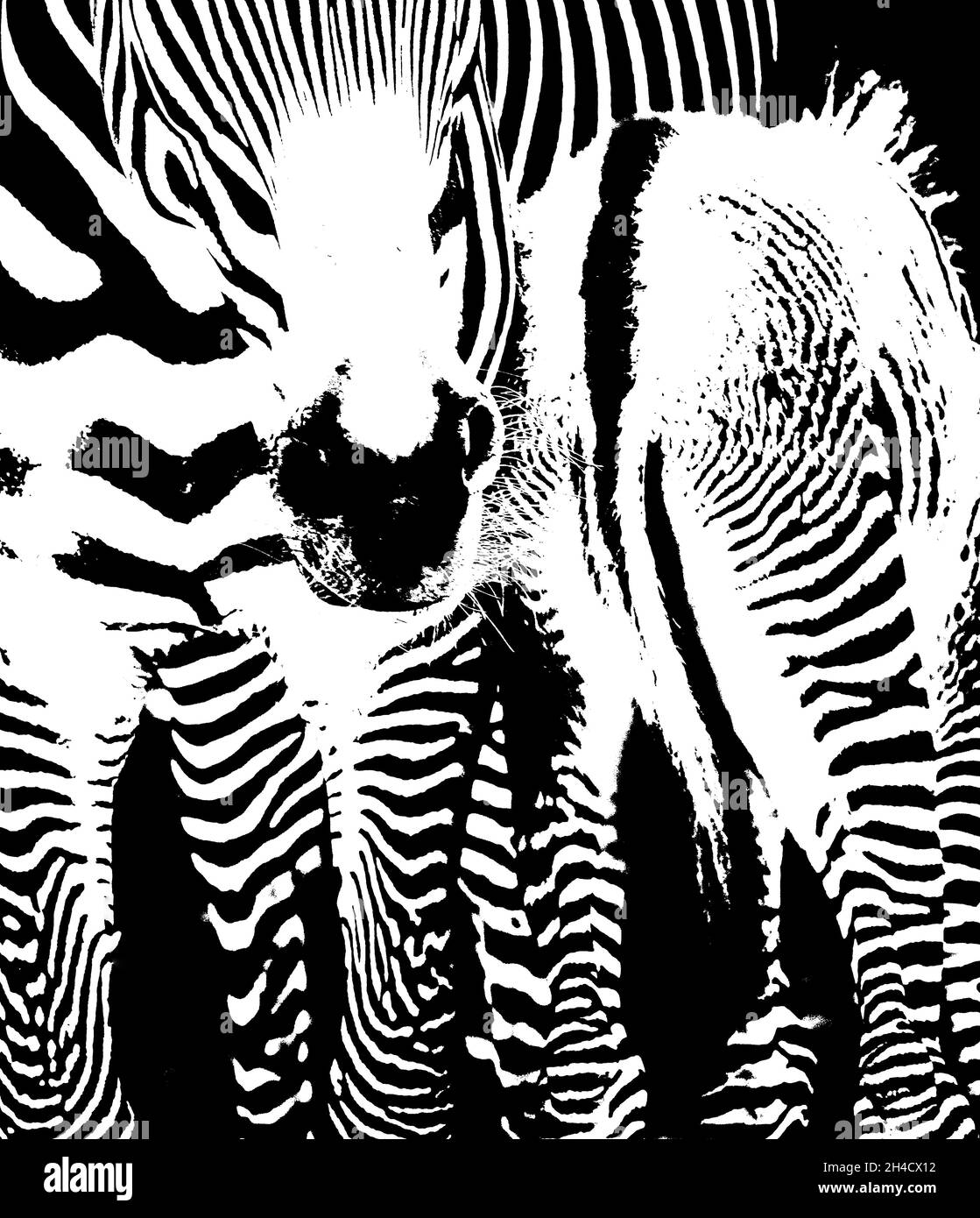 Primo piano di una Zebra e del suo vitello in bianco e nero Foto Stock