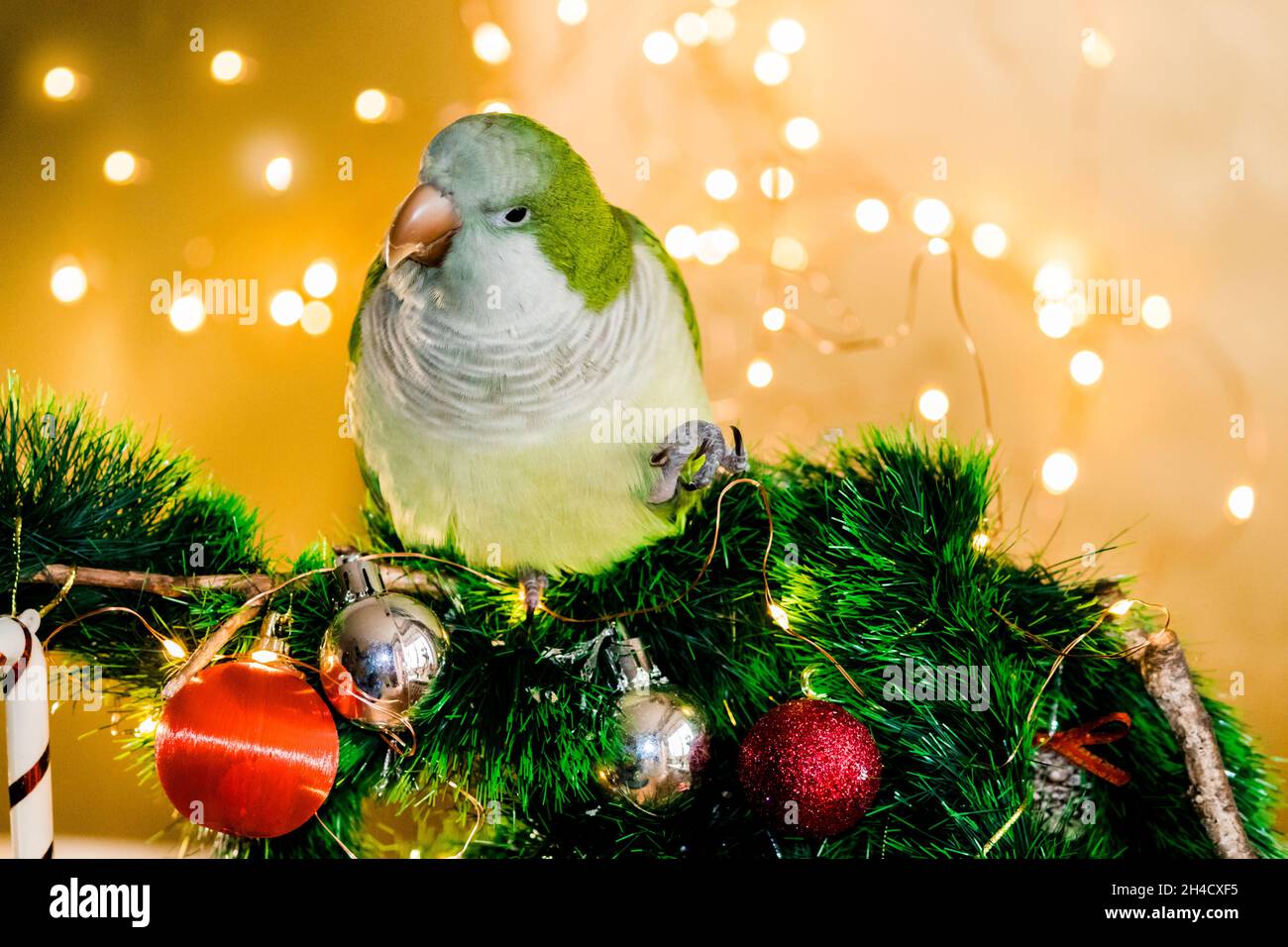 Pappagallo verde si siede nelle decorazioni di Capodanno. Anno nuovo, 2022. Foto Stock