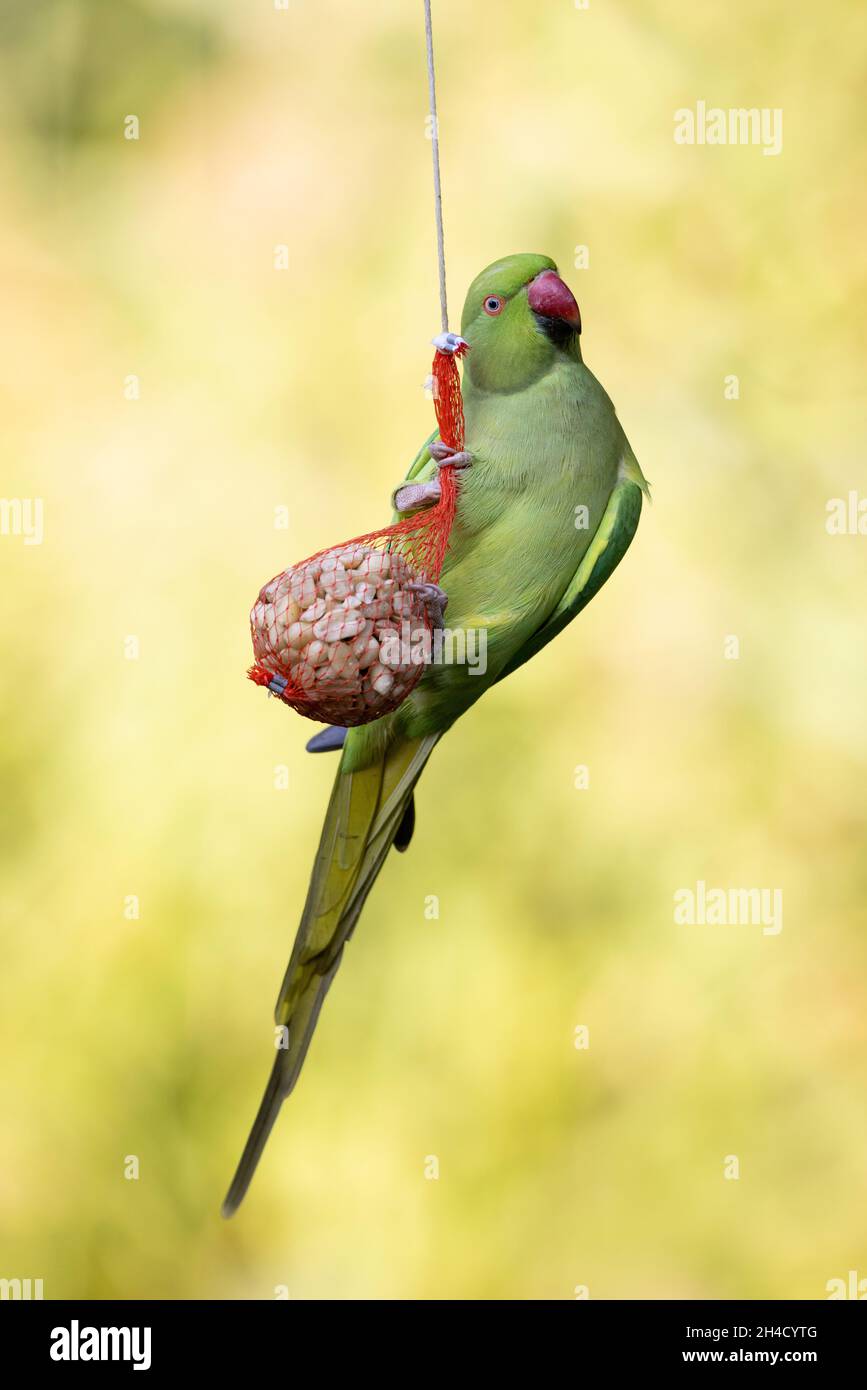 Una donna adulta parakeet rosa o parakeet ad anello (Psittacula krameri) su un sacchetto di arachidi in una stazione di alimentazione degli uccelli. Foto Stock