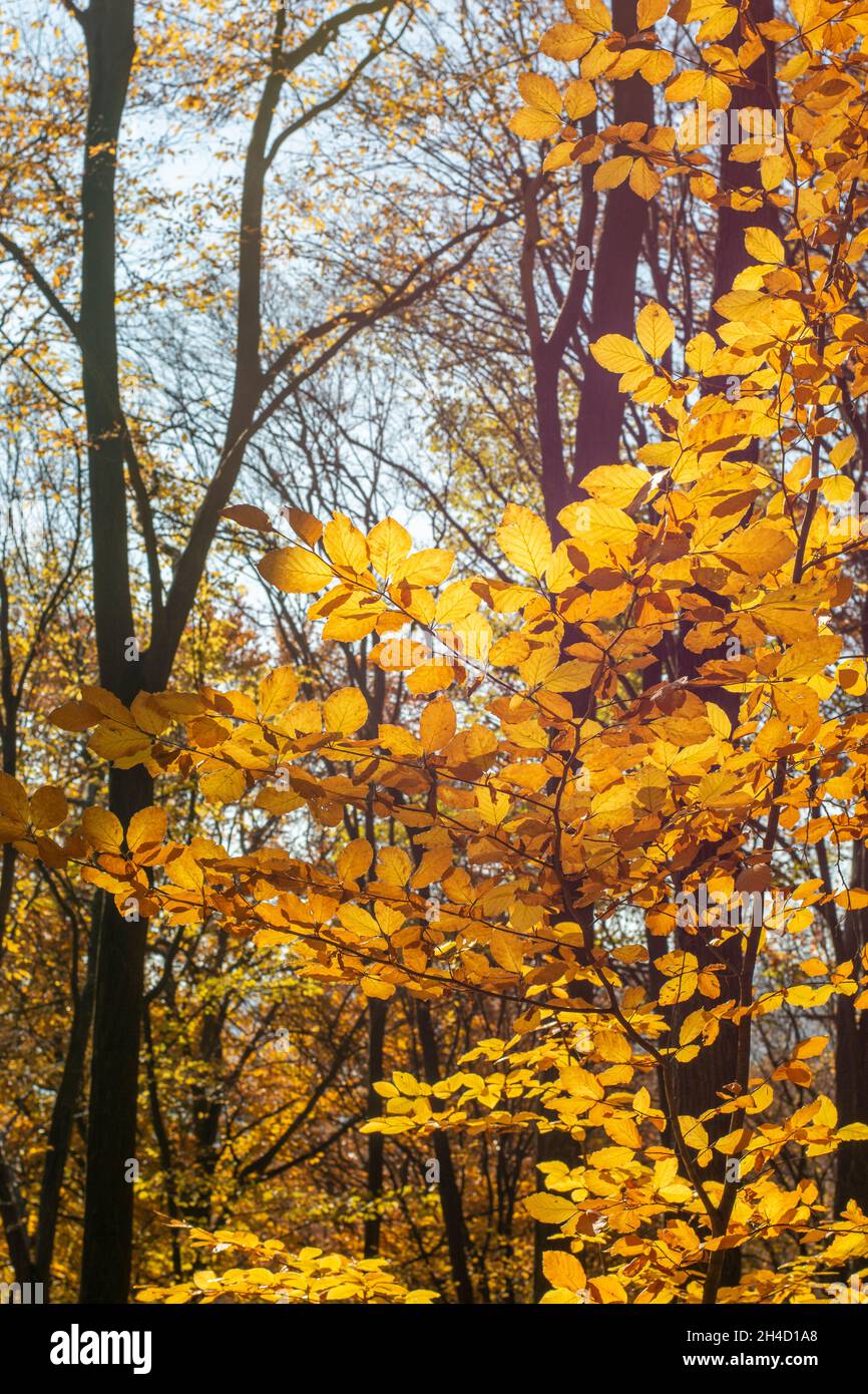 Faggio europeo o faggio comune (Fagus sylvatica) foglie d'oro in autunno. Fogliame giallo. Retroilluminato. Foto Stock