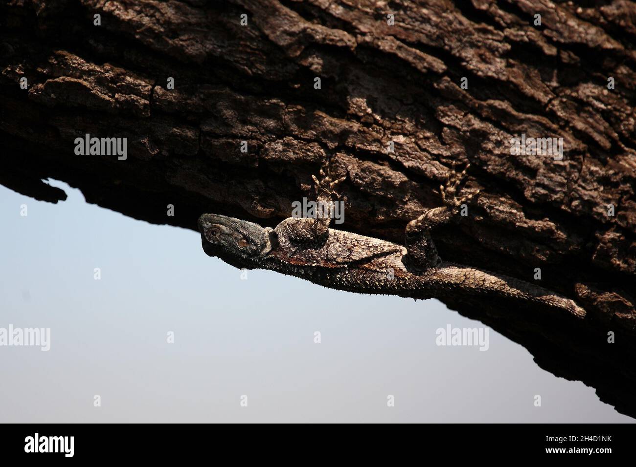 Atlantasagame oder Blaukehlagame / agama a collo nero o albero meridionale agama / Acanthocercus atricollis o AGAMA atricollis Foto Stock