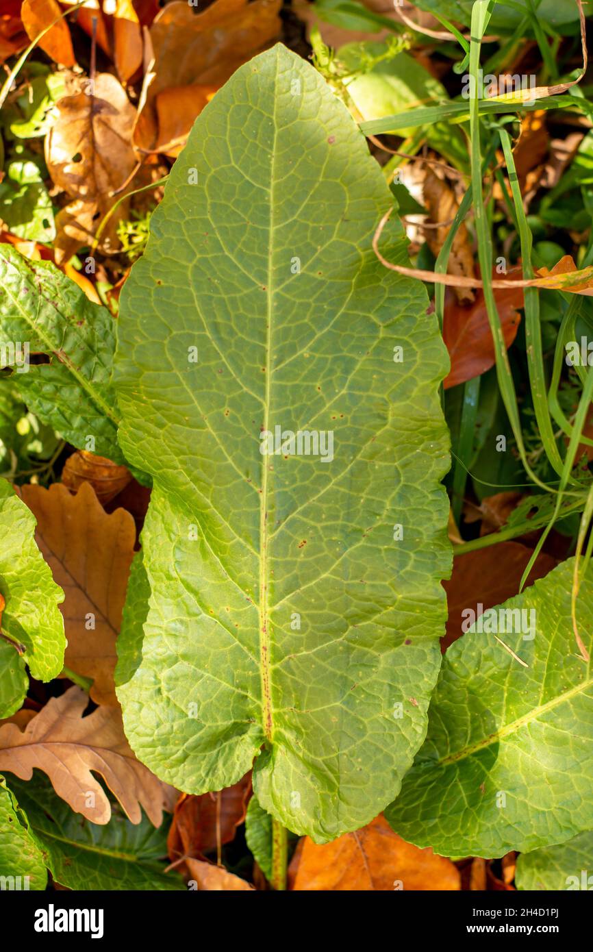 Bitter Dock (Rumex obtusifolius) foglie verdi in autunno. Primo piano. Dettaglio. Foto Stock