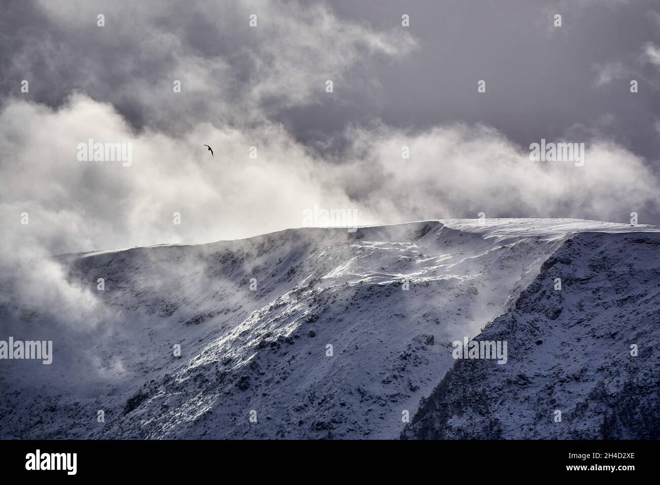 Un gabbiano che scivola sulle cime, la Norvegia Foto Stock