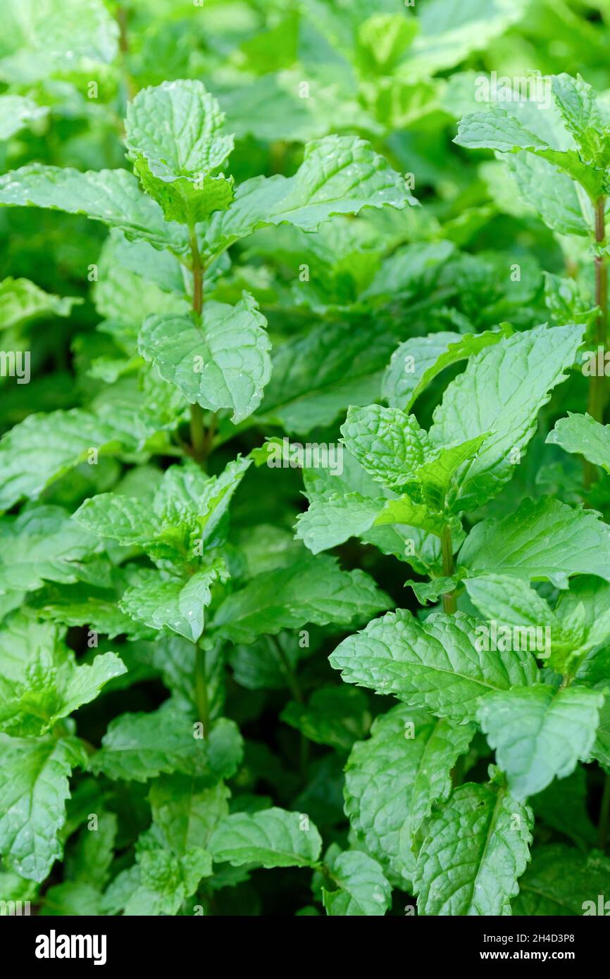 Mentha spicata 'Tashkent', menta verde 'Tashkent'. Primo piano di fogliame Foto Stock
