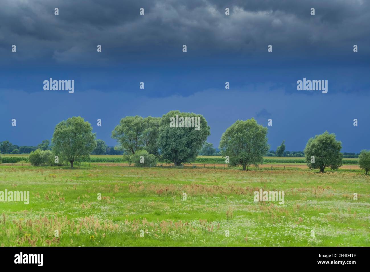 Gewitterwolken, Wiese, Landkreis Oder-Spree, Brandeburgo, Germania Foto Stock