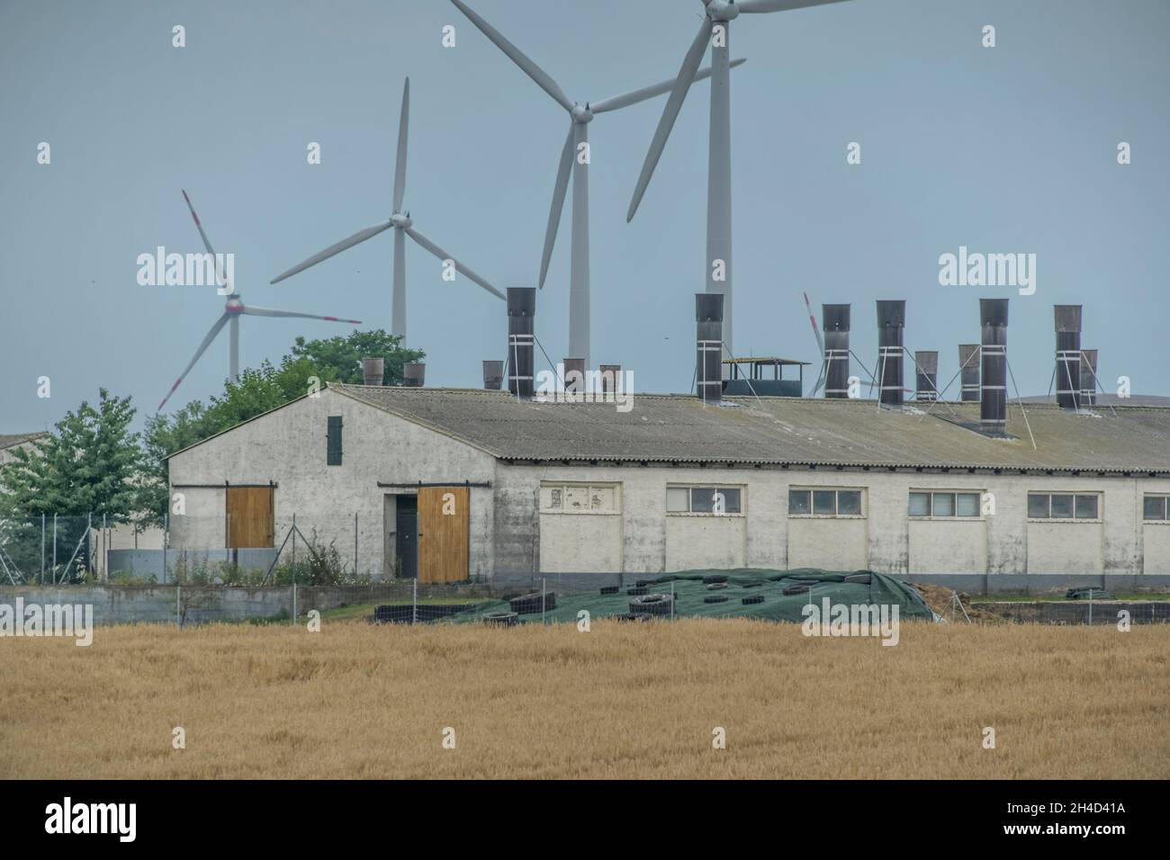 Viehställe im Landkreis Oder-Spree, Brandeburgo, Germania Foto Stock