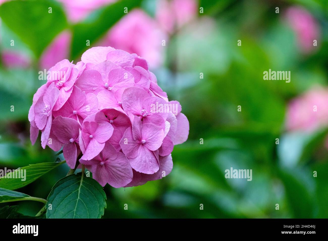Testa di fiore rosa di compatta, hortensia hydrangea macrophylla 'Altona'. Mophead hydrangea Foto Stock