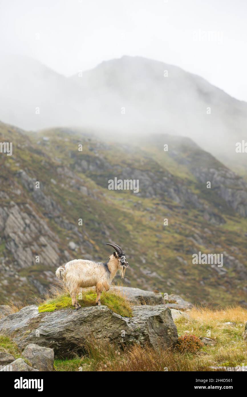 Selvaggio, capra gallese di montagna, con corna lunghe, in piedi isolato su rocce di montagna in un nebbiosa, autunnale Snowdonia National Park, Galles del Nord, Regno Unito. Foto Stock