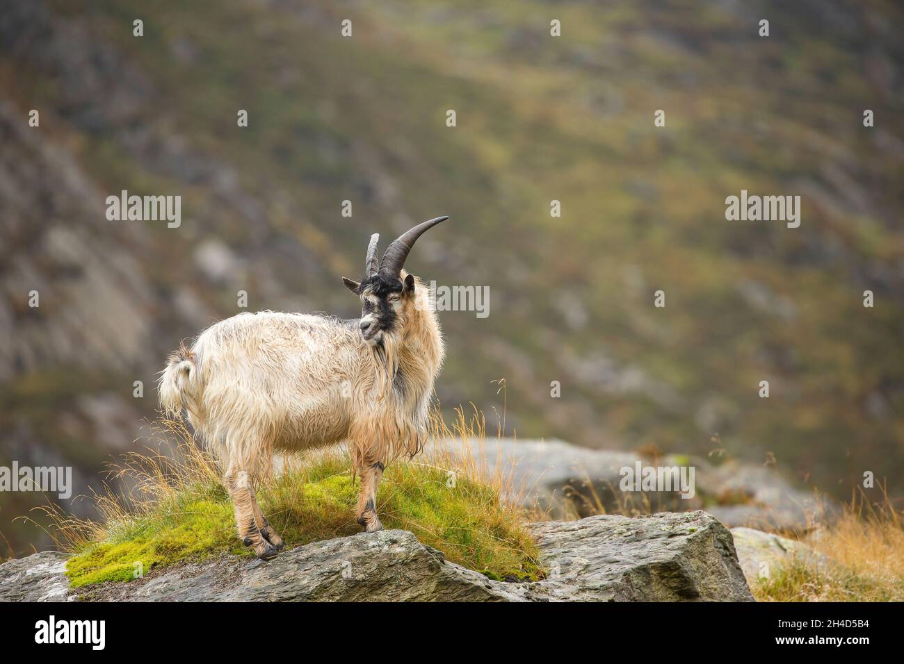 Primo piano di capra selvaggia di montagna gallese, con corna lunghe, in piedi isolato sulle rocce di montagna, Snowdonia National Park, Galles del Nord, Regno Unito. Foto Stock