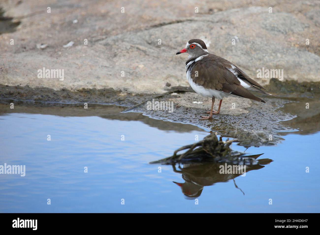 Dreibandregenpfeifer / Tre-nastrare plover o a tre bande / sandplover Charadrius tricollaris Foto Stock