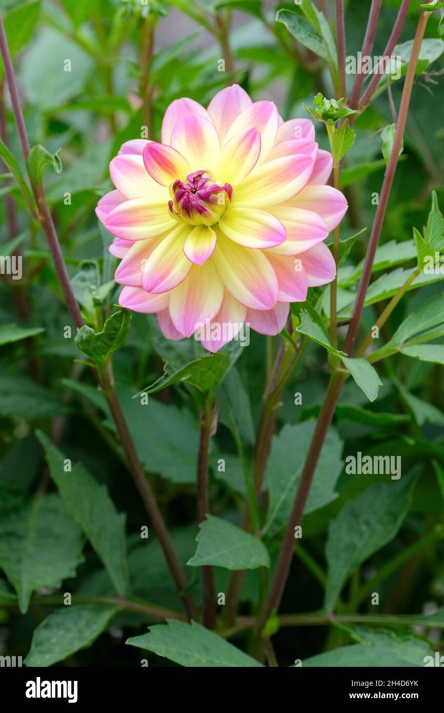 Dahlia 'Oceano Pacifico'. Piccolo dahlia giglio bicolore, centro giallo chiaro con petali rosa Foto Stock