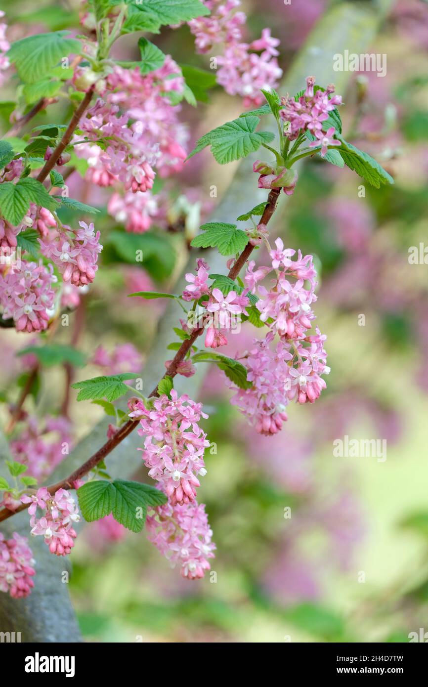 Ribes di sangue 'Claremont', Ribes sanguineum 'Claremont', ribes di fiori rosa 'Claremont', ribes d'inverno 'Claremont', Ribes glutinosum 'Claremont' Foto Stock