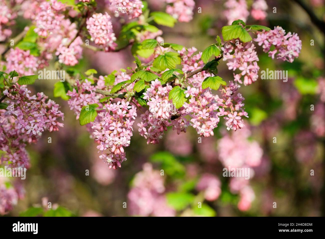 Ribes di sangue 'Claremont', Ribes sanguineum 'Claremont', ribes di fiori rosa 'Claremont', ribes d'inverno 'Claremont', Ribes glutinosum 'Claremont' Foto Stock