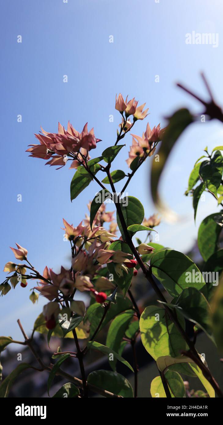 Serie natura - che cosa il sole è ai fiori, sorrisi sono all'umanità. Questi sono solo dei trifles, certo; ma sparsi lungo il percorso della vita, il bene che fanno è inconcepibile - Joseph Addison Foto Stock
