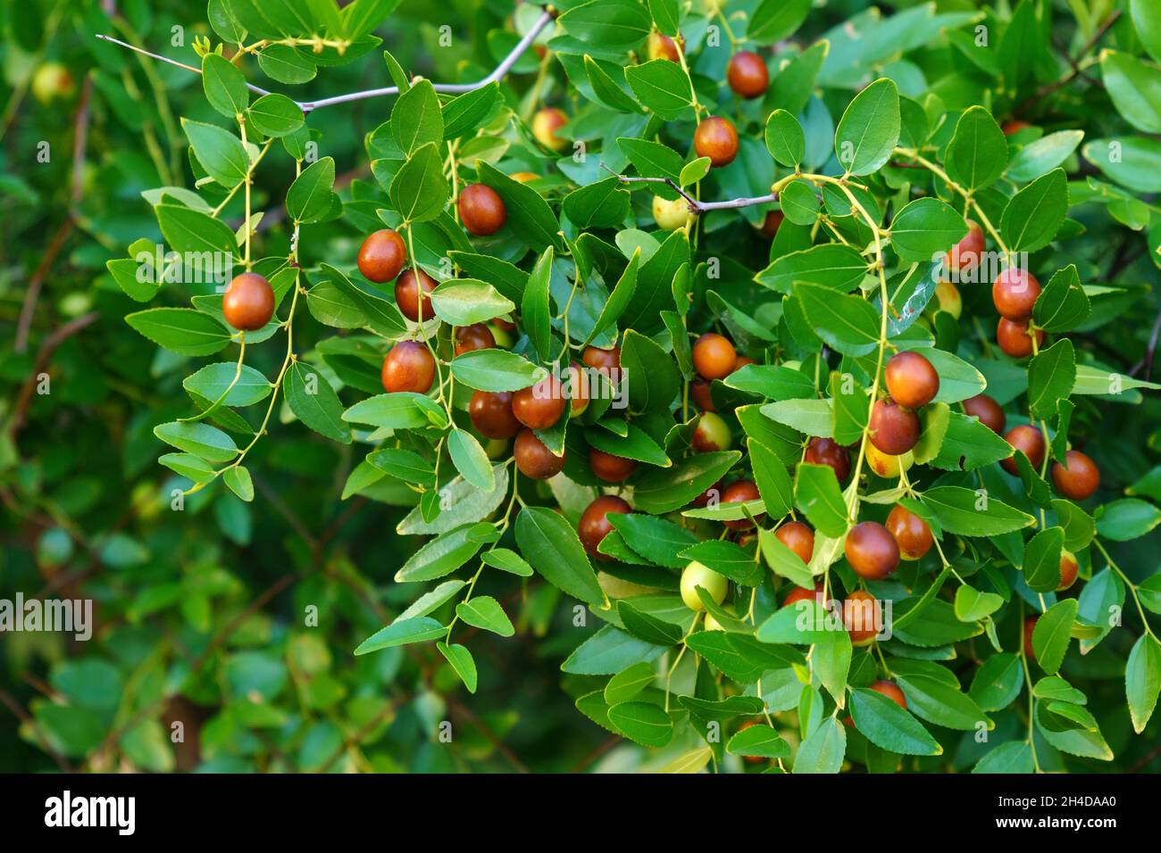 Ziziphus jujuba, comunemente chiamato jujube, data rossa. Pianta Giardino biologico Foto Stock