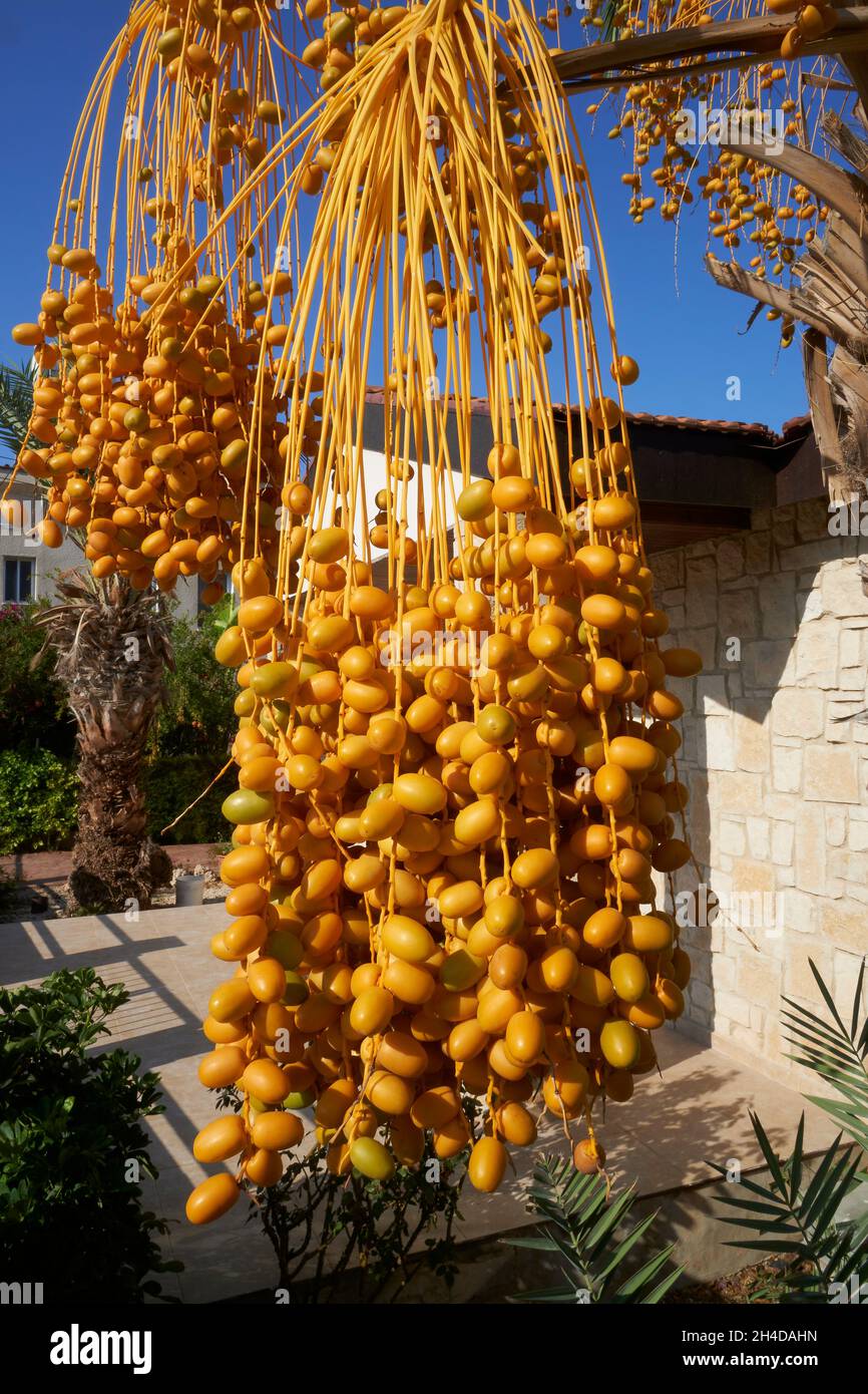 Primo piano di un mazzo di datteri gialli appesi alla palma di Cipro Foto Stock