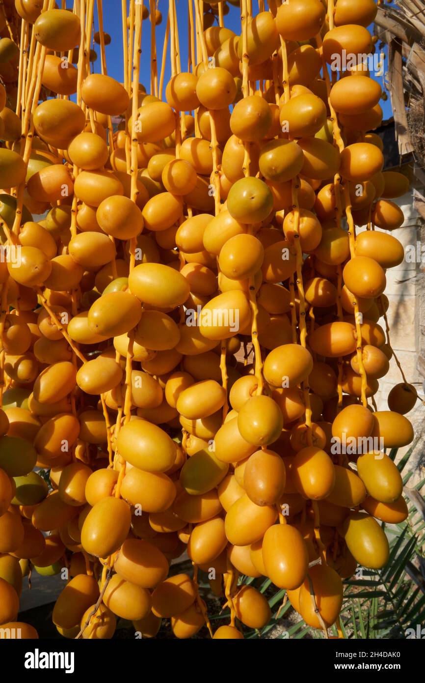 Primo piano di un mazzo di datteri gialli appesi alla palma di Cipro Foto Stock